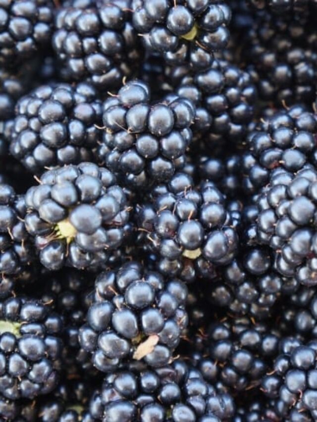 Skin care: गर्मी में स्किन को जवां और नम बनाकर रखते हैं बैंगनी फल