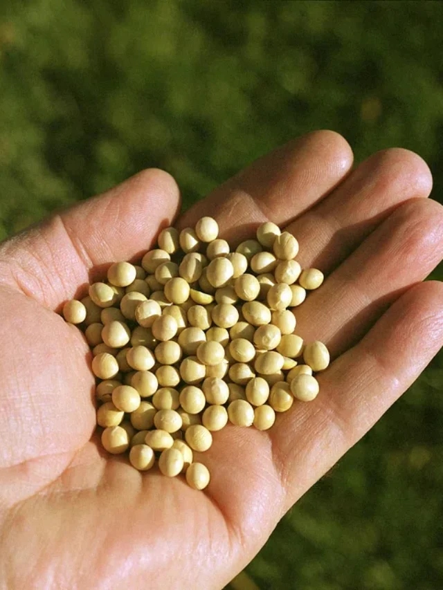 सोयाबीन से पौधों की ग्रोथ और पैदावार होगी दोगुनी