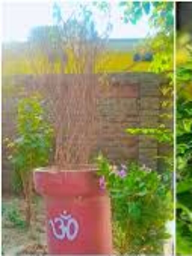 गर्मी में तुलसी के पौधे को झुलसने से ऐसे बचाएं