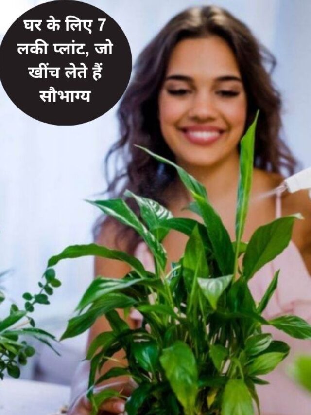 7 लकी प्लांट, जो घर में लगाने से खींचा चला आता है सौभाग्य