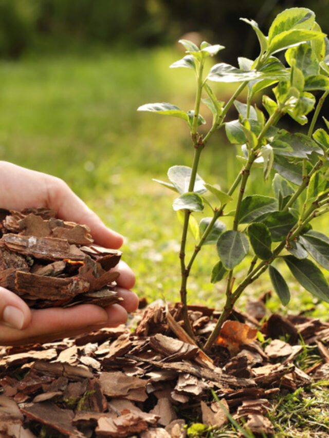 Mulching: पौधों के लिए गर्मी में AC का काम करती है मल्चिंग टेक्निक