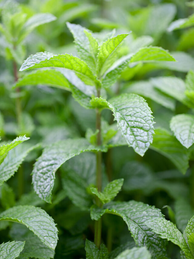 पुदीना: सिर्फ स्वादिष्ट ही नहीं, सेहतमंद भी! कर देगा मूड ठीक