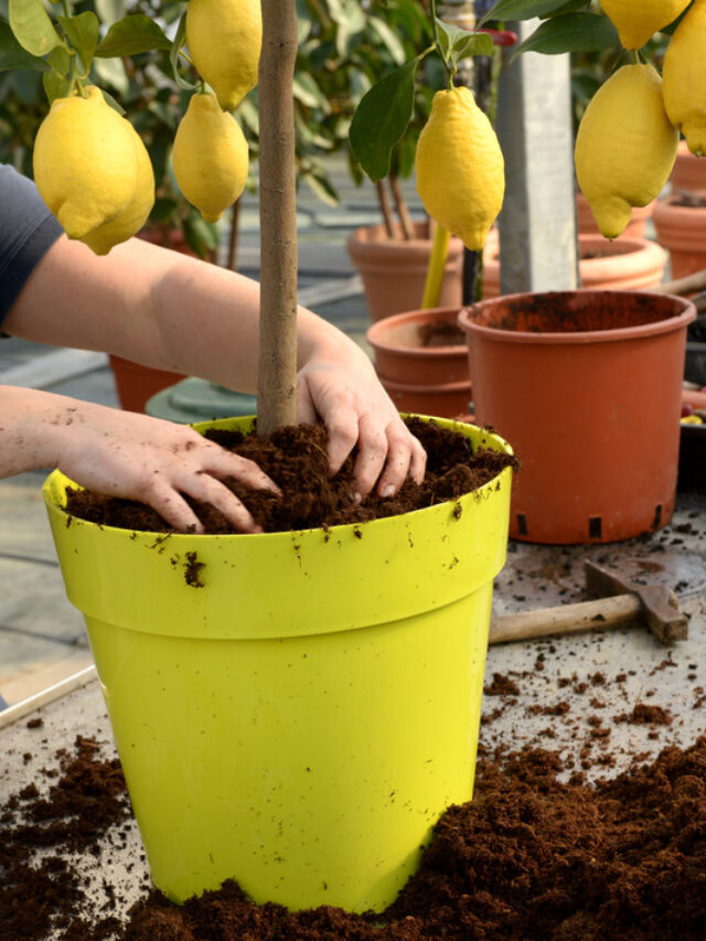 गर्मियों के लिए गार्डन में जरूर लगाएं ये फलों वाले पौधे