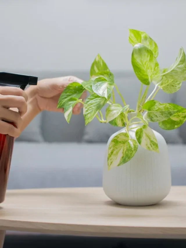 पौधों का पैच टेस्ट: क्या सच में यह ज़रूरी है?