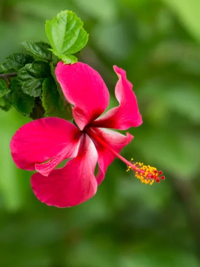 गुड़हल के फूलों को बड़ा और चमकीला बना देगी ये जादूई खाद