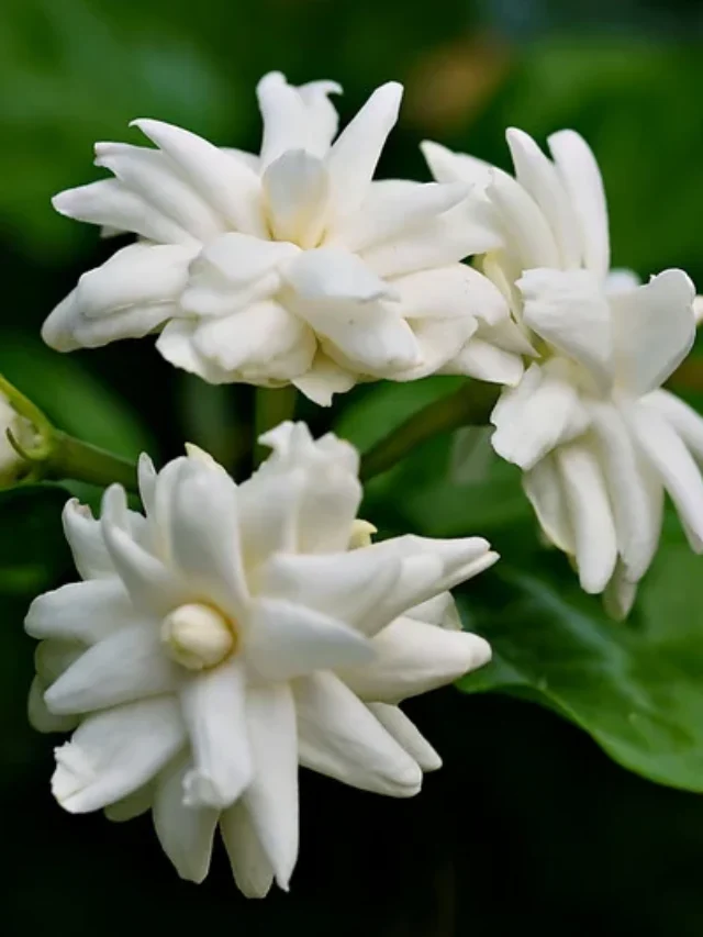 मोगरा के पौधे पर अनगिनत फूलों का राज है खीरे के छिलके की खाद…