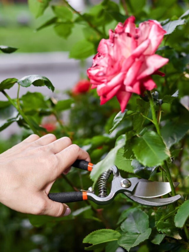 गुलाब पर ज्यादा फूलों के लिए खिले हुए फूलों को तोड़ना भी जरूरी