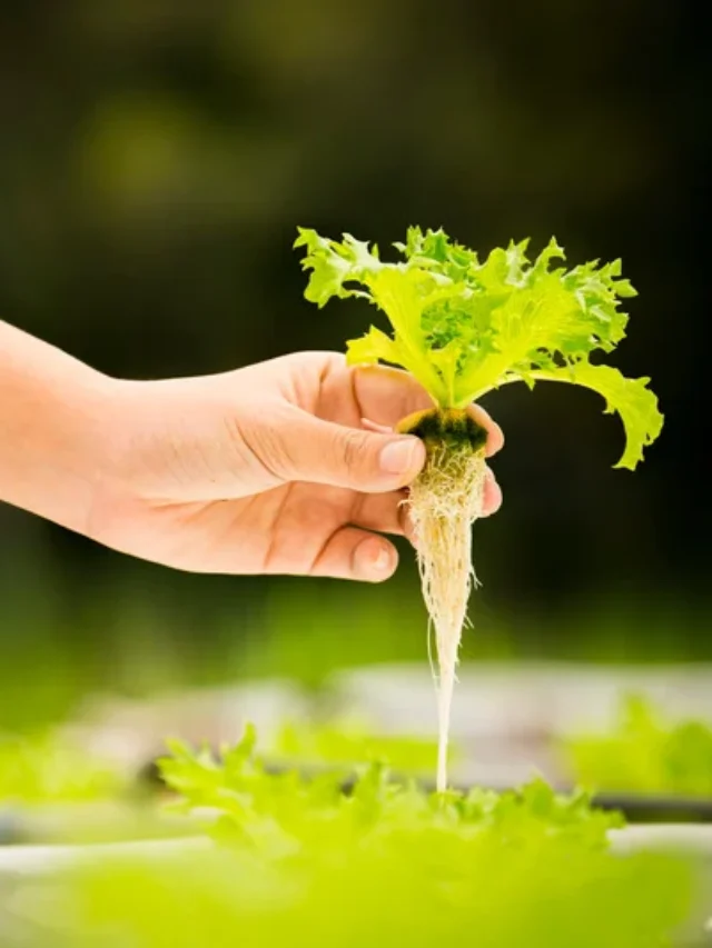 Hydroponic technology: बिना मिट्‌टी के पानी में आसानी से उगाएं लेट्यूस