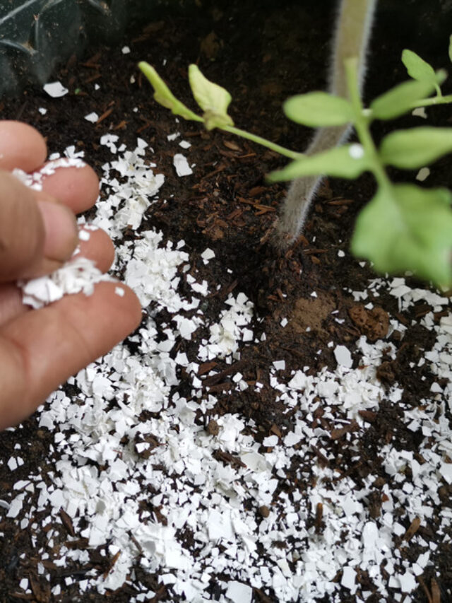 Eggshell fertilizer: अंडों के छिलकों से पौधों में होगी दोगुनी वृद्धि