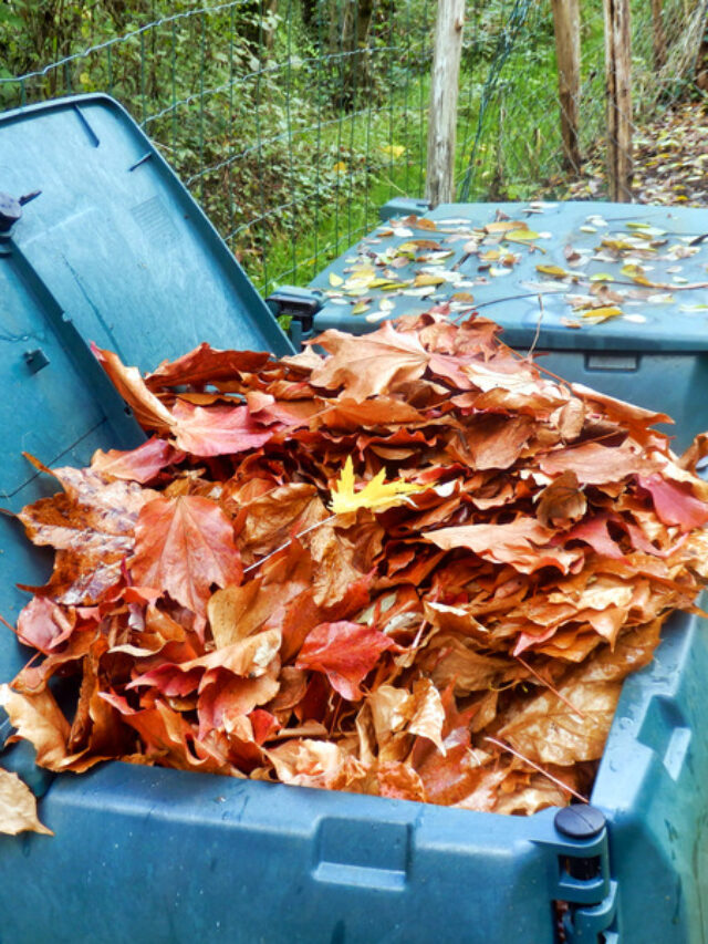 पौधों में नई जान डाल देगी सूखी पत्तियों की खाद, सबसे सस्ती और आसान