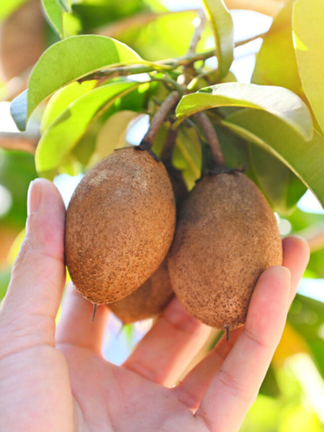 चीकू के पौधे में डालों बस एक चीज, फलों से भर जाएगा पौधा