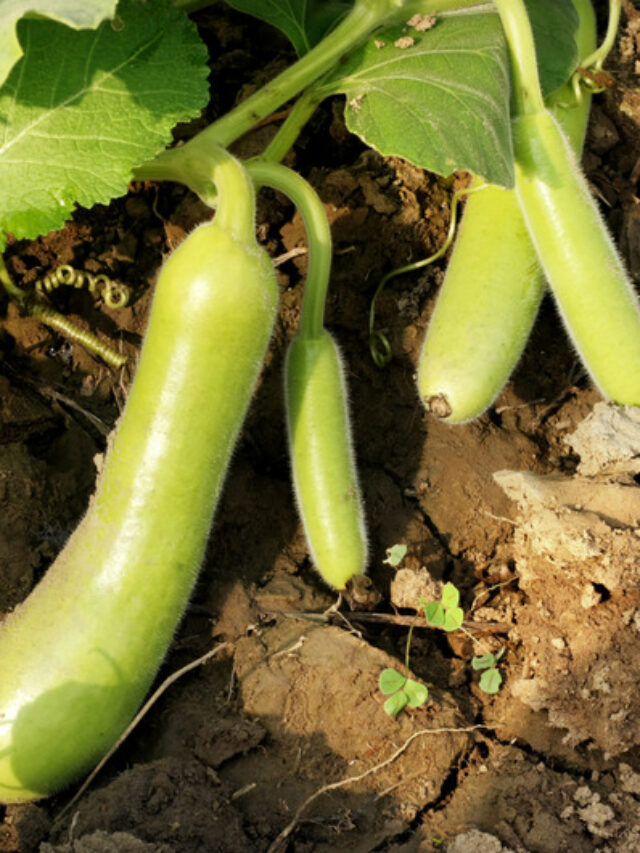 3G कटिंग का ये है बेस्ट टाइम, सब्जियों की होगी ज्यादा पैदावार