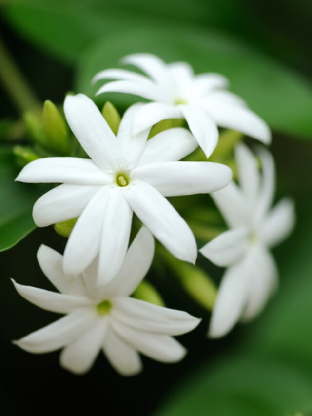 5 घरेलू नुस्खे जो मोगरा पर कर देंगे फूलों की बरसात!