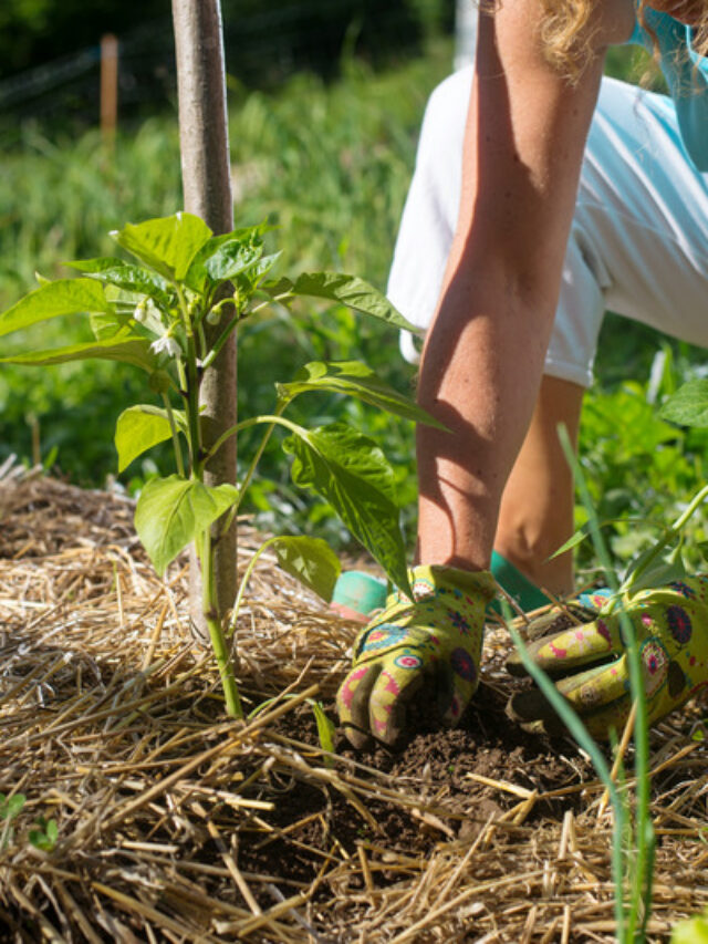 Mulching: बिना खर्च ही मल्चिंग के 8 सरल तरीके