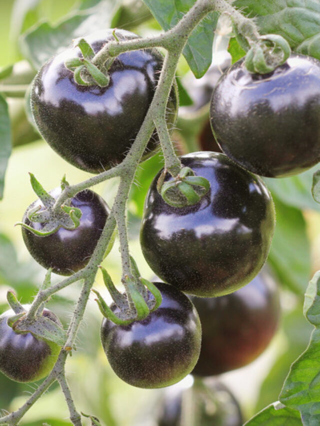 Black tomato: अब लाल नहीं, बगीचे में उगाएं काला टमाटर