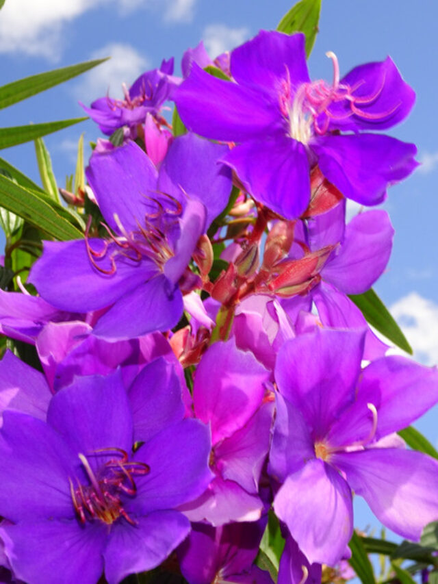 बेगम बहार: क्या आपके गार्डन में है फूलों की रानी का पौधा