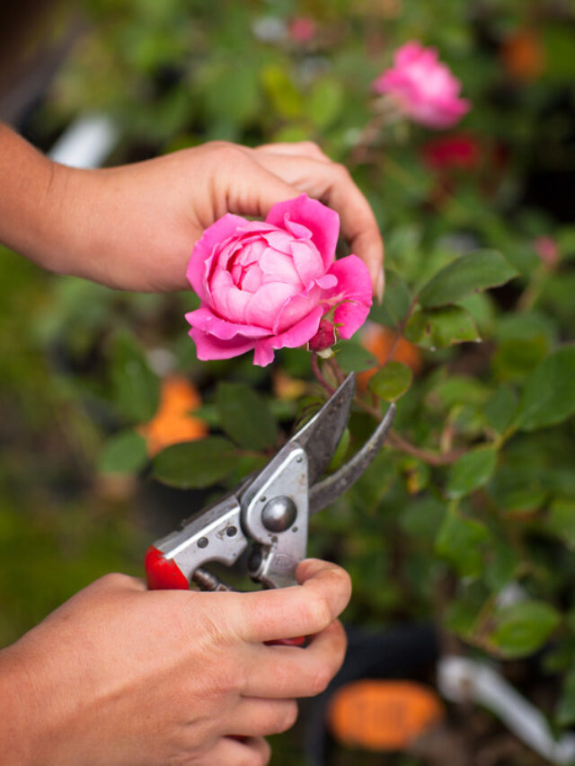 Rose Care: मई के महीने में गुलाब के पौधे को चाहिए खास देखभाल