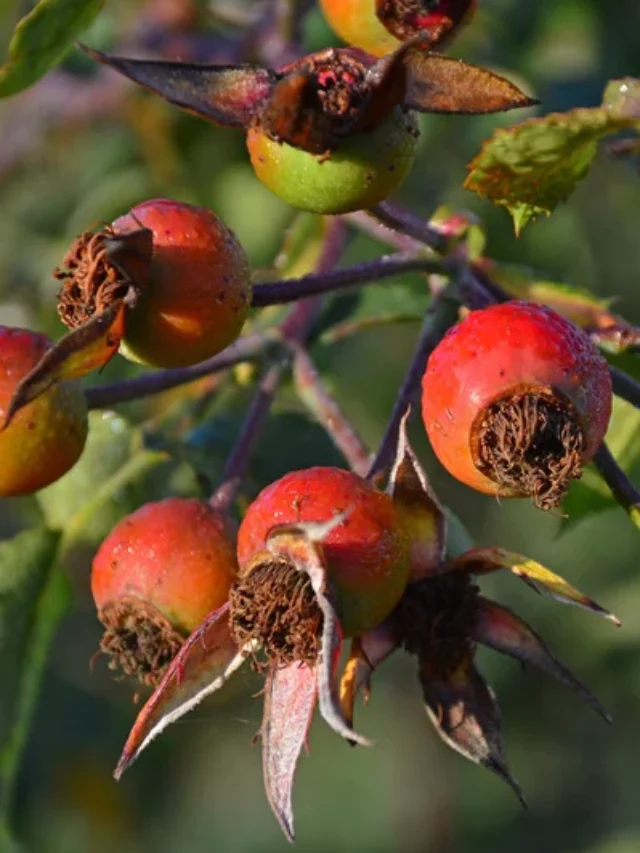Rose Hip: गुलाब के फल में छिपा है प्राकृतिक सौंदर्य और स्वास्थ्य का रहस्य