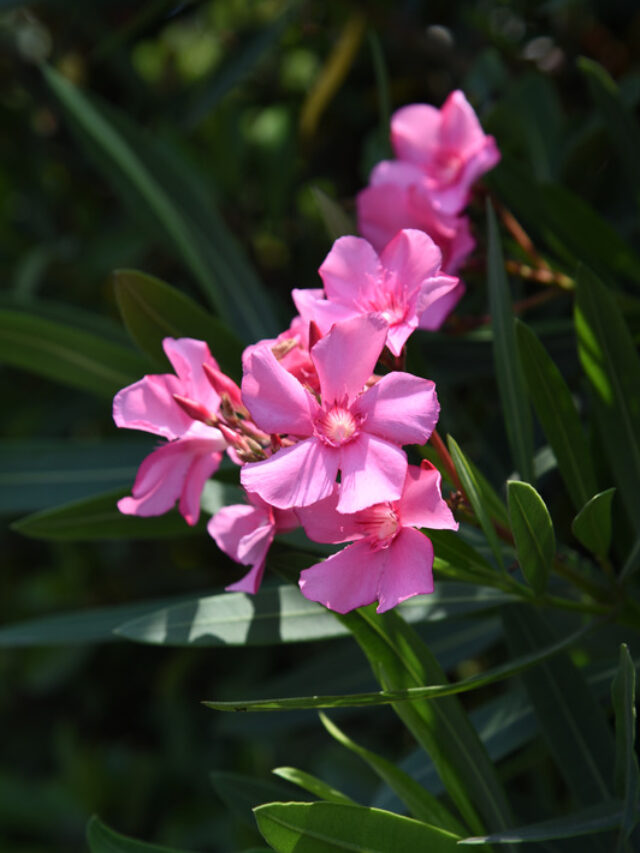 सावधान! ये पौधा बच्चों और पैट्स की ले सकता है जान, दूर रखें