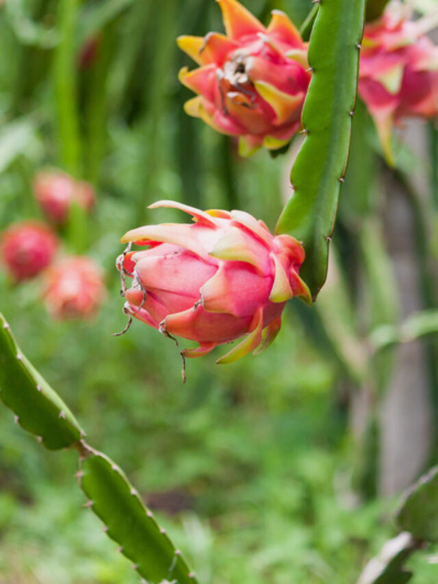 Dragon fruit: गमले में ड्रेगन फ्रूट उगाने का आसान तरीका