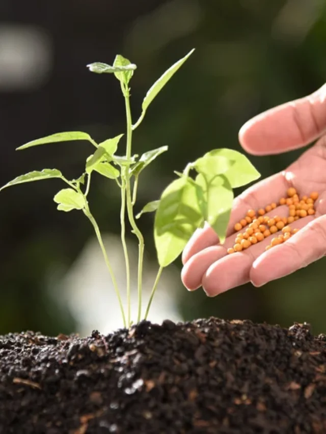 Fertilizer: सुबह या शाम! गर्मिेयों में कब डालें पौधों में खाद