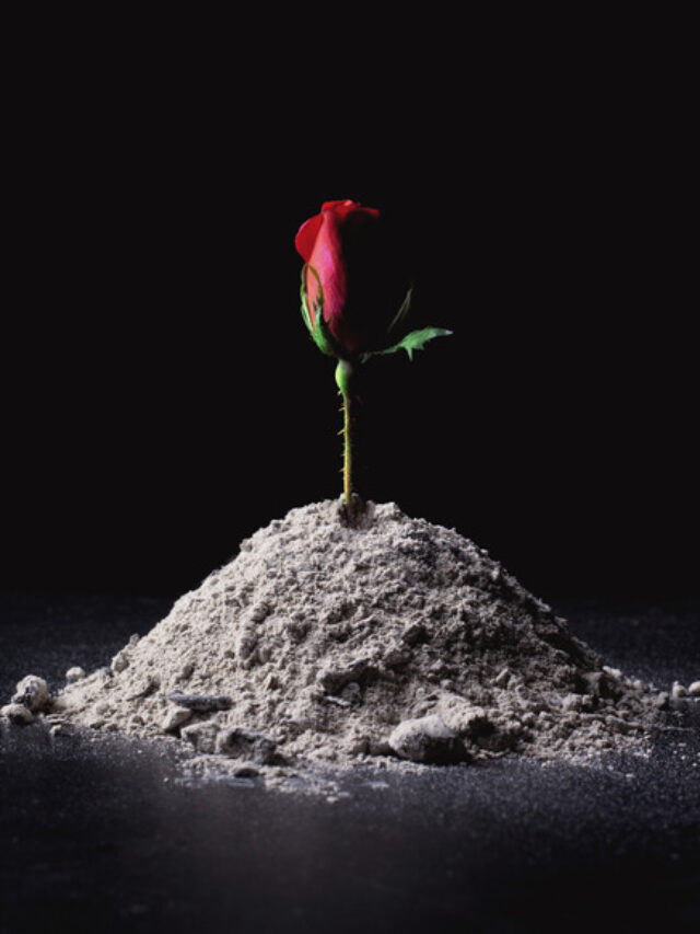 राख से अपने पौधों को दें नया जीवन! खिल उठेंगे फूल