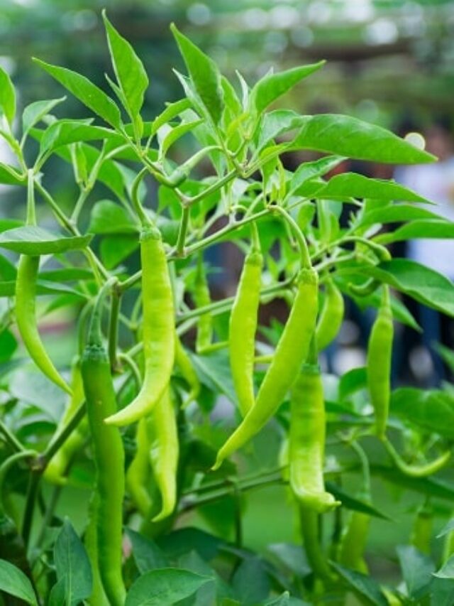 सीक्रेट है ये! घर की इन सस्ती चीजों से बढ़ेगी मिर्च की पैदावार ️