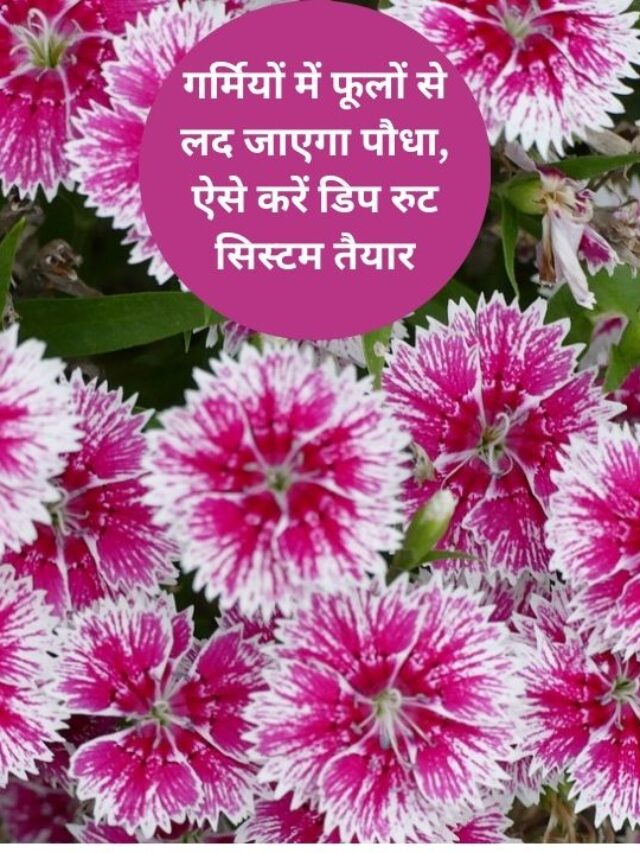 Dianthus- गर्मियों में ऐसे करें डायन्थस की केयर फूलों से लद जाएगा पौधा
