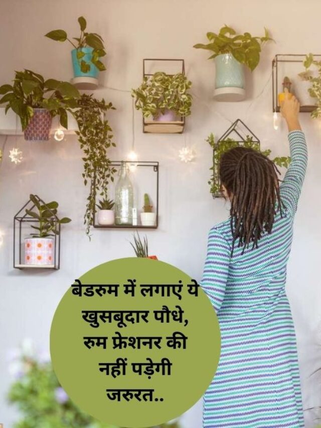 Plants For Bedroom-बेडरुम में लगाएं ये खुशबूदार पौधे, स्ट्रेस को करेंगे दूर