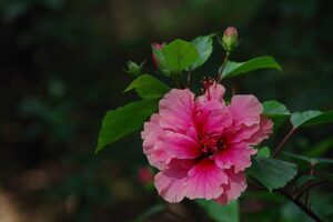 hibiscus-3517470_1280