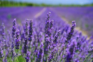 lavender-blossom-lilac-blue-lavender-field-flowers-preview