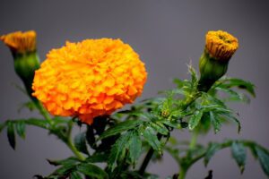 marigold-3689416_1280