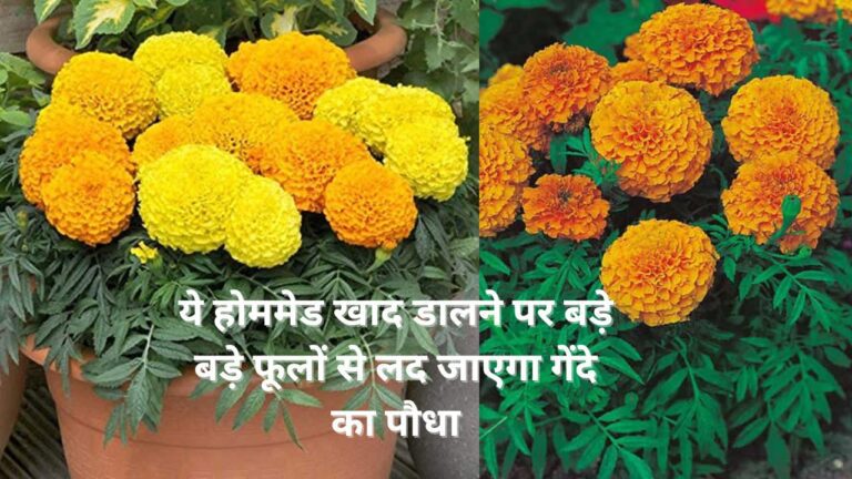 Fertilizer for marigold- ये खाद डालने पर फूलों से लद जाएगा गेंदे का पौधा