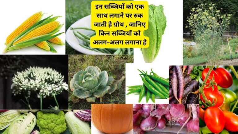Information about vegetables-ये सब्जियां कभी एक साथ नहीं लगानी चाहिए