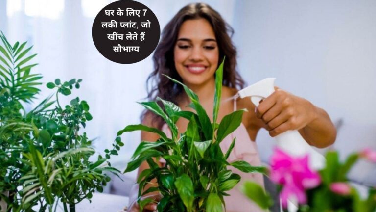 Lucky Plant-7 लकी प्लांट, जो घर में लेकर आते हैं सौभाग्य