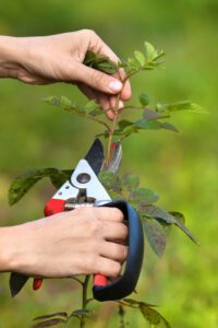 pruning rose by pruning shears