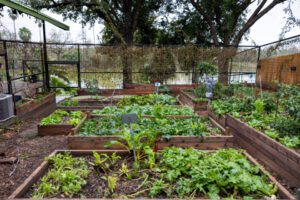 vegetable-garden_LGNABNUOFF