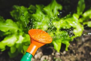 watering-system-sprinkling-water-on-plant