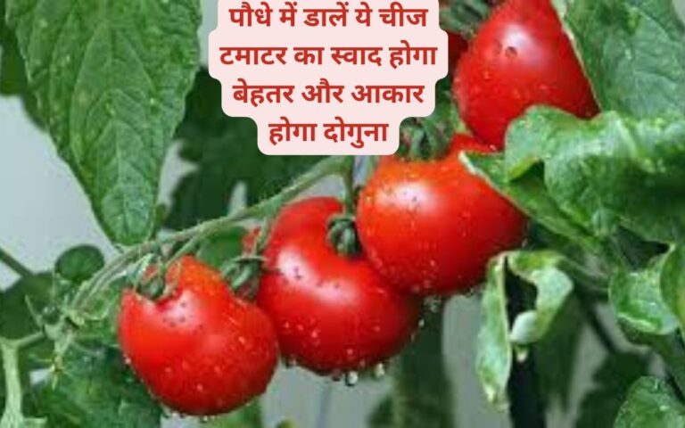 Tomato Care-टमाटर का स्वाद बढ़ाने के लिए पौधे में डालें ये चीज