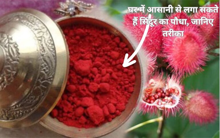Vermilion plant- 10 टिप्स से समझिए सिंदूर का पौधा घर में लगाने का तरीका