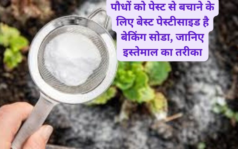 Baking soda-पौधों को पेस्ट से बचाने के लिए ऐसे करें बेकिंग सोडा इस्तेमाल
