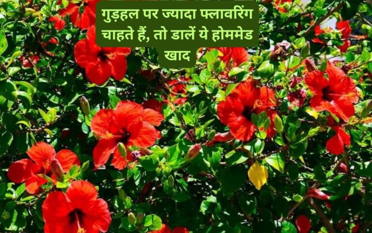 Gudhal plant- गुड़हल के पौधे से ज्यादा फूल लेने के लिए बेस्ट होममेड खाद