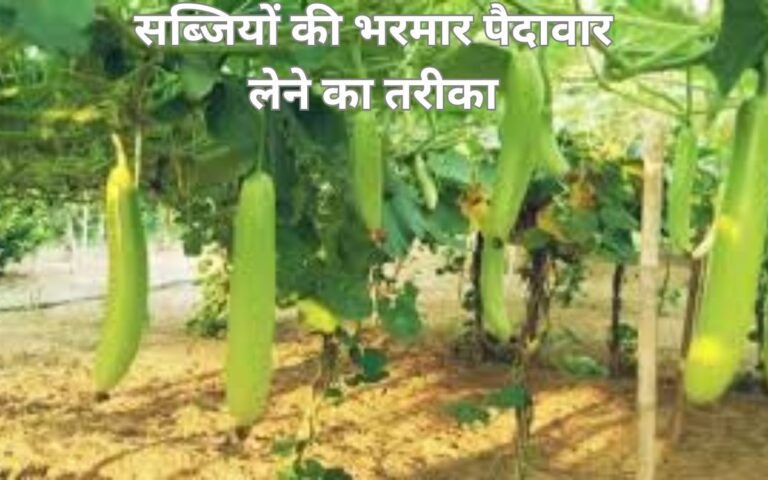 Vegetables- सब्जियों की ज्यादा पैदावार के लिए ऐसे बढ़ाएं मादा फूलों की संख्या