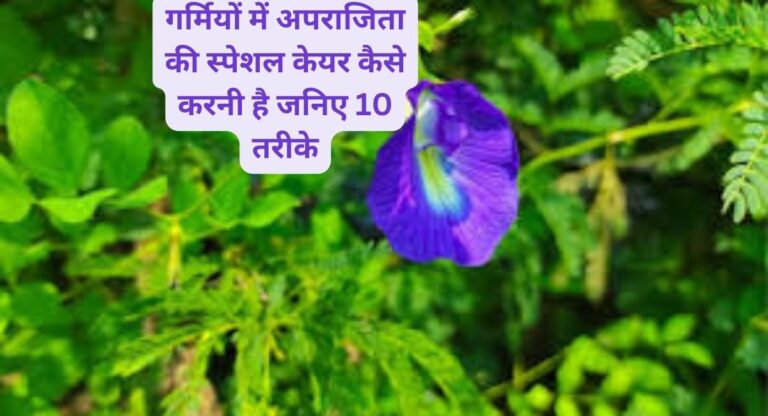 Aprajita care- गर्मियों में अपराजिता की नहीं करनी गुड़ाई, जानिए स्पेशल केयर