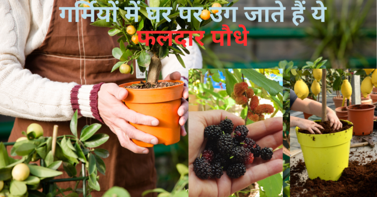 Summer fruits- गर्मियों में आसानी से घर पर उग जाते हैं ये फलदार पौधे