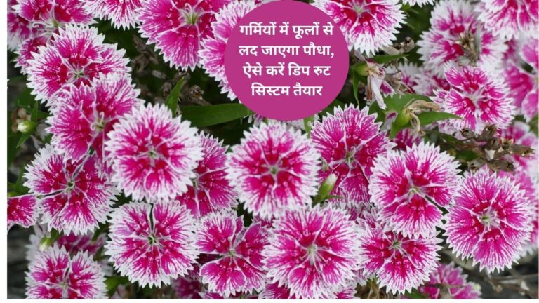 Dianthus- गर्मियों में ऐसे करें डायन्थस की केयर फूलों से लद जाएगा पौधा