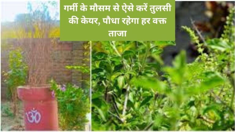 Tulsi plant care-गर्मी में तुलसी के पत्ते काले होने और सूखने से ऐसे बचाएं