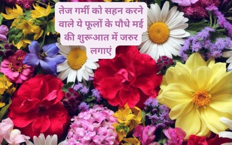 Summer flowers- मई में लगाएं तेज गर्मी को सहने वाले ये 10 फ्लावर प्लांट