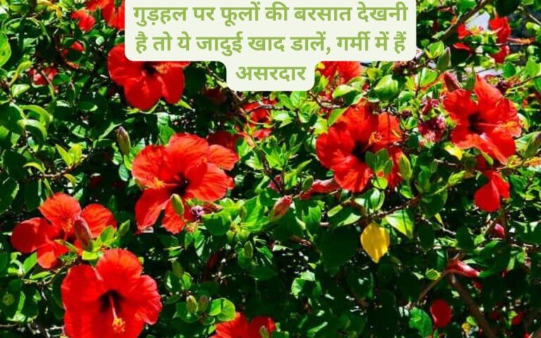 Gudhal care-गर्मियों में ये जादुई खाद गुड़हल पर फूलों की बरसात करेंगी