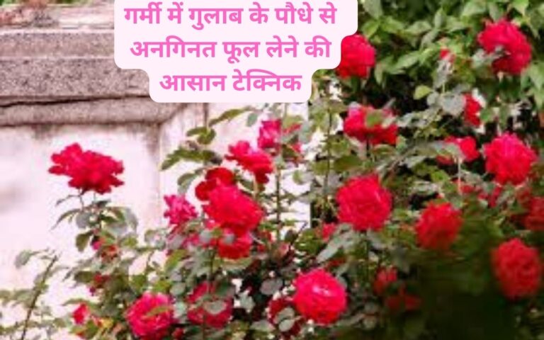 Rose care- गर्मी में गुलाब के पौधे से सैंकड़ों फूल लेने के टिप्स